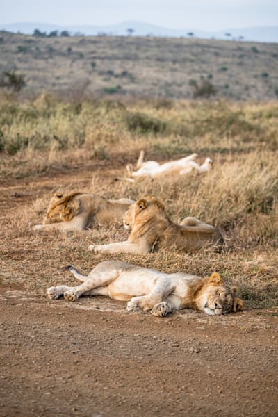 Showing Your Pride Photography Art | kramkranphoto