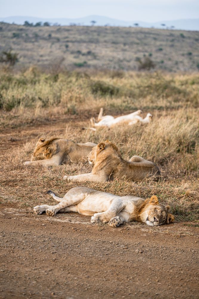 Showing Your Pride Photography Art | kramkranphoto