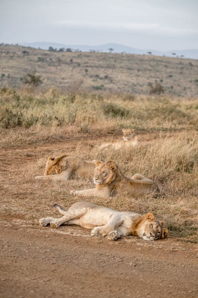 Lion, Or Layin Around? Photography Art | kramkranphoto
