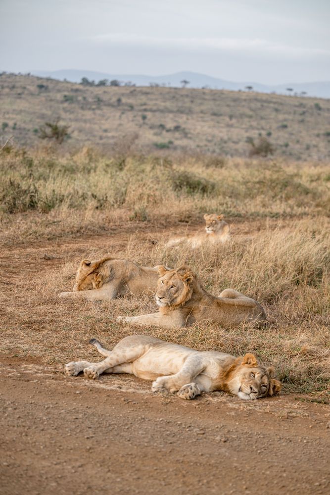 Lion, Or Layin Around? Photography Art | kramkranphoto