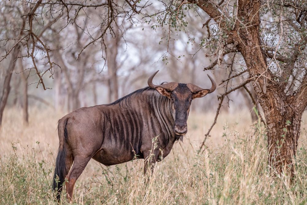 Wildebeest Photography Art | kramkranphoto