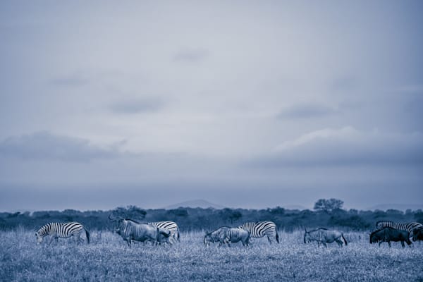 The Herd Photography Art | kramkranphoto