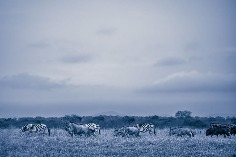 The Herd Photography Art | kramkranphoto