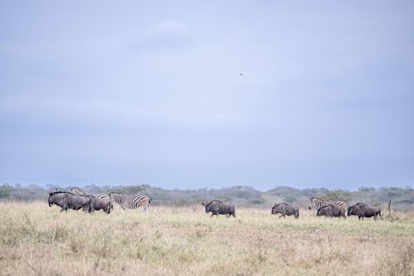 Manyoni Safari Photography Art | kramkranphoto