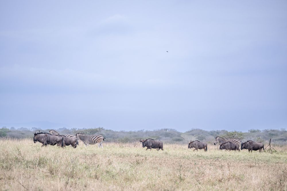 Manyoni Safari Photography Art | kramkranphoto