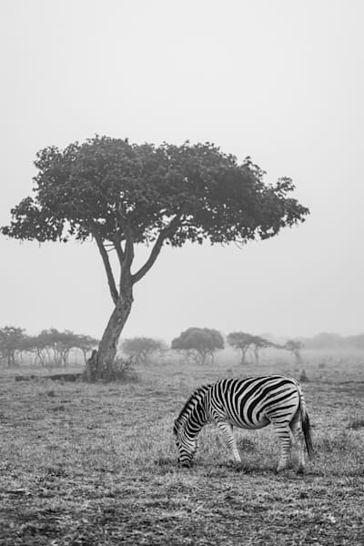 African Misty Morning Photography Art | kramkranphoto