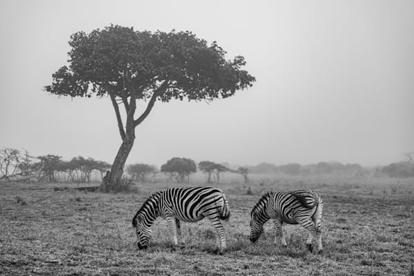Zebras In The Fog Photography Art | kramkranphoto