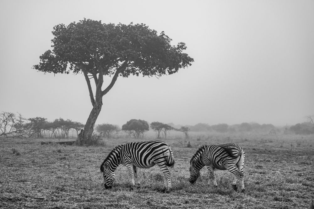 Zebras In The Fog Photography Art | kramkranphoto