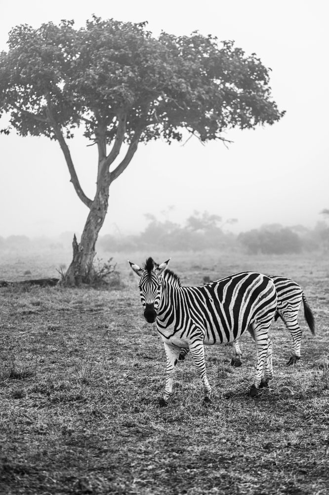 Zebra In The Mist Photography Art | kramkranphoto
