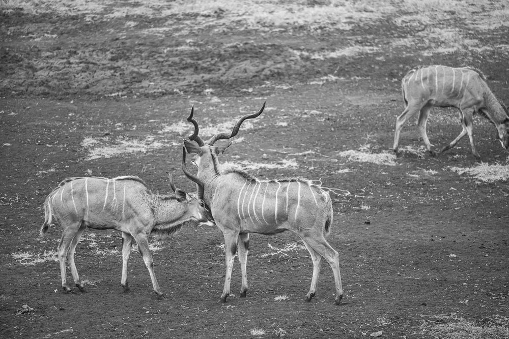 Grey Ghosts Photography Art | kramkranphoto