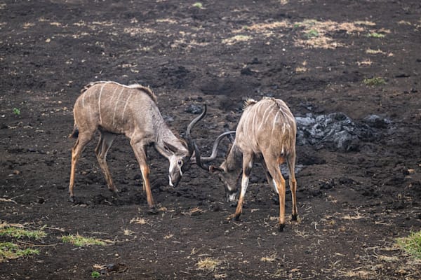 Kudu Duel Photography Art | kramkranphoto