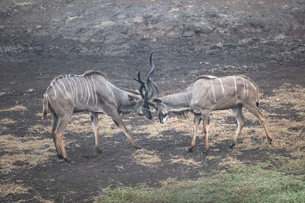 Dance Of The Kudu Photography Art | kramkranphoto