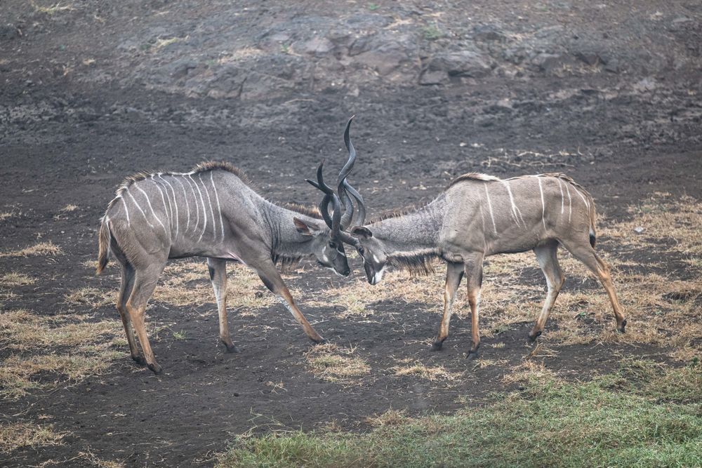 Dance Of The Kudu Photography Art | kramkranphoto