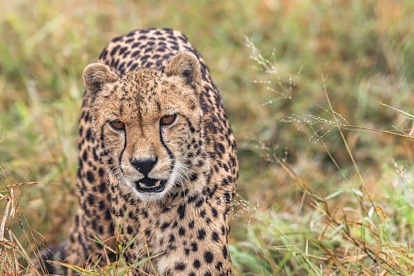 Cheetah View Photography Art | kramkranphoto