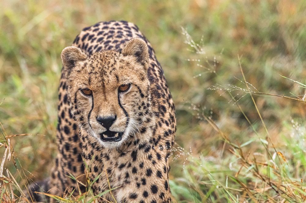 Cheetah View Photography Art | kramkranphoto