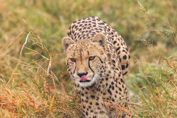 Coming In For The Kill Photography Art | kramkranphoto