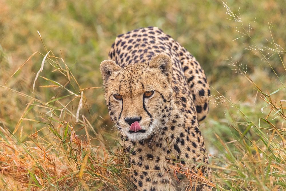 Coming In For The Kill Photography Art | kramkranphoto