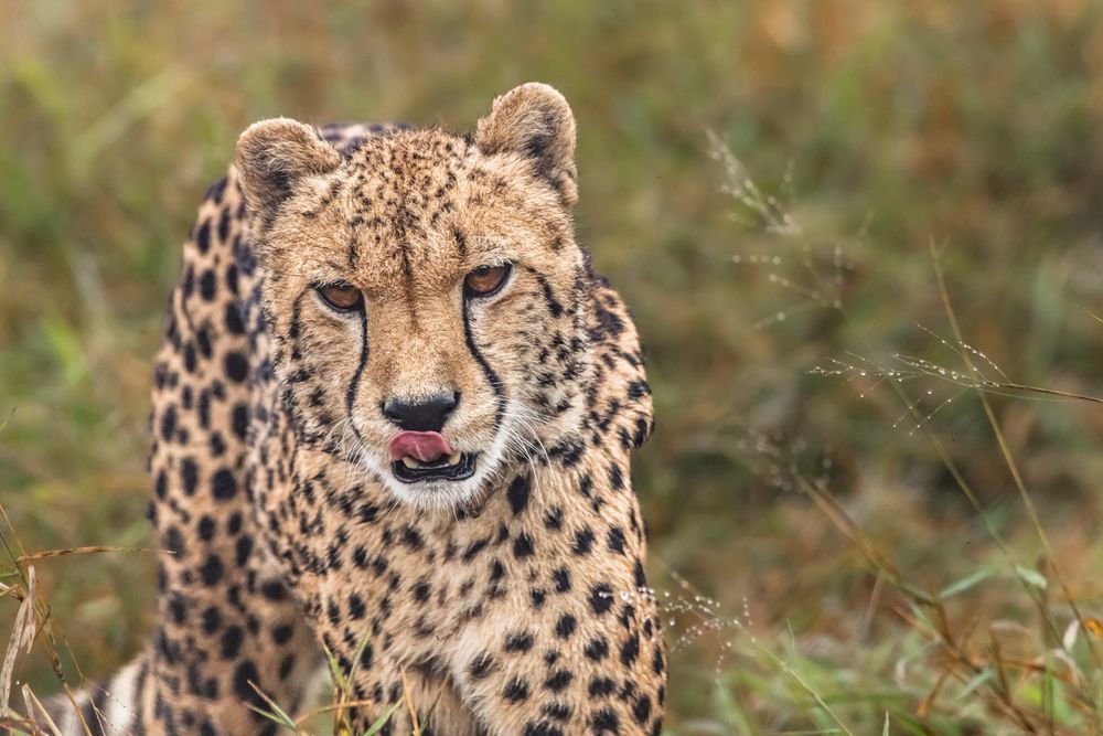 On The Prowl Photography Art | kramkranphoto