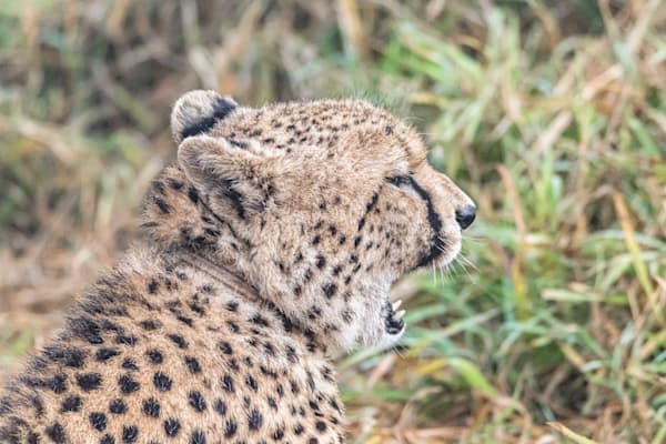 Cheetah Teeth Photography Art | kramkranphoto