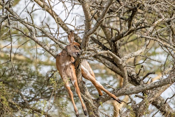 Leopard Kill Photography Art | kramkranphoto