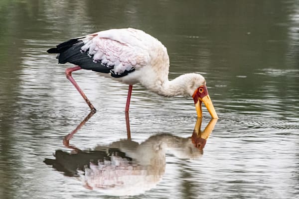 Stork Reflections Photography Art | kramkranphoto