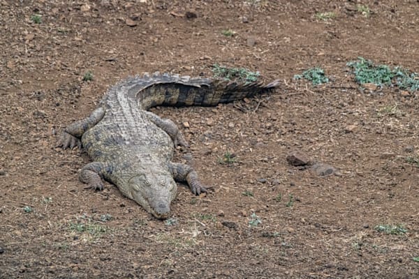 In A While, Crocodile! Photography Art | kramkranphoto