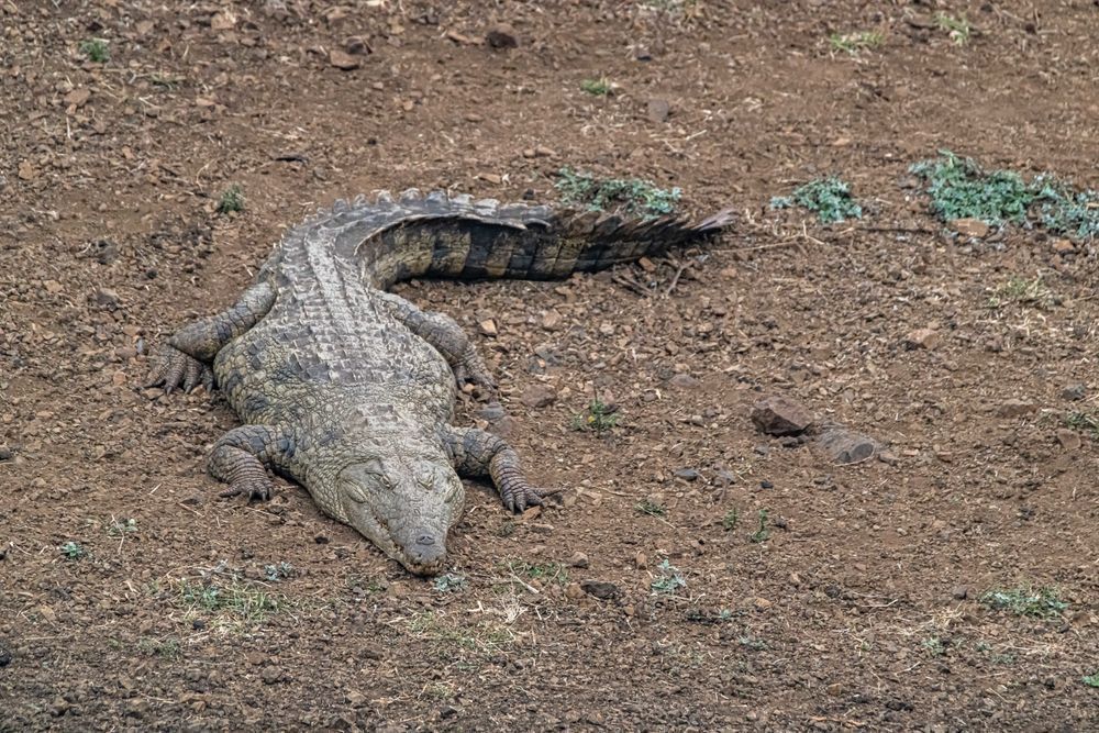 In A While, Crocodile! Photography Art | kramkranphoto