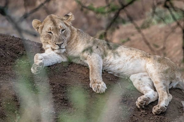 Sleepy Lion Photography Art | kramkranphoto