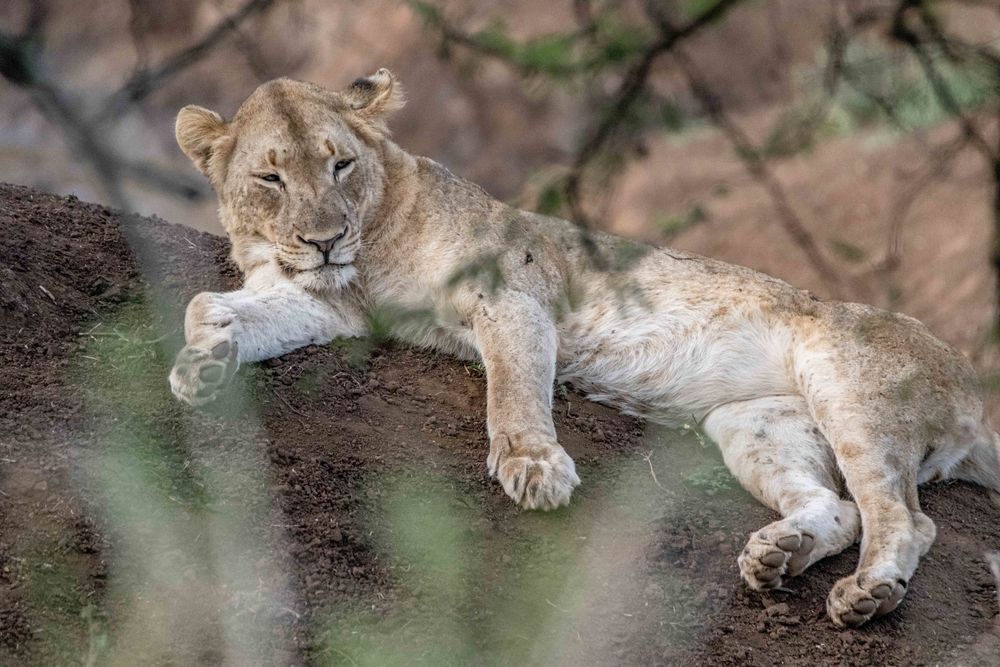 Sleepy Lion Photography Art | kramkranphoto