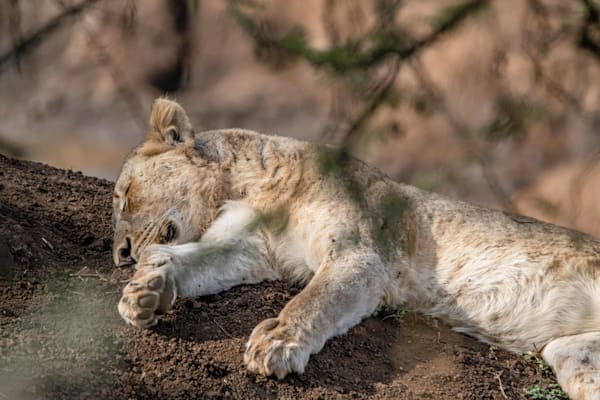 Sleepy Kitty Photography Art | kramkranphoto