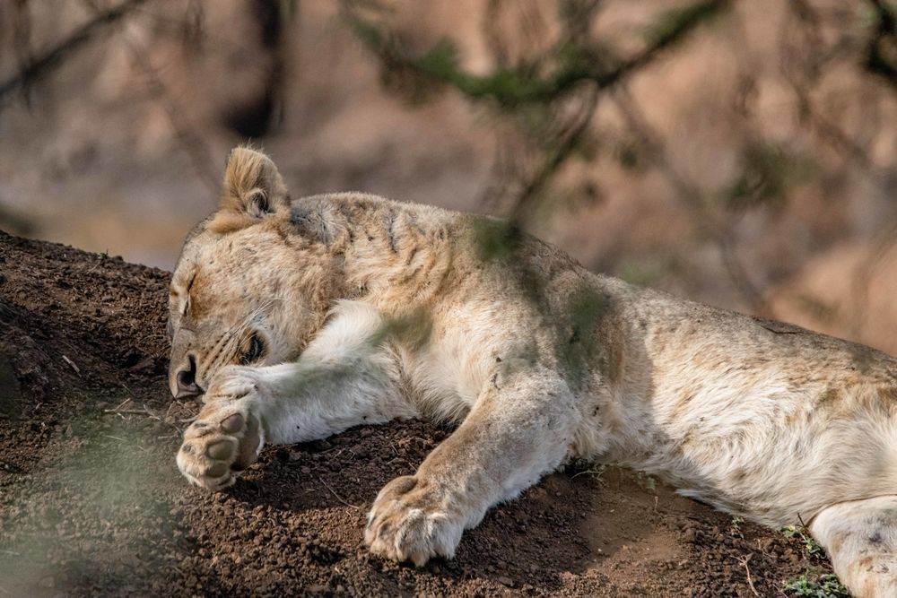 Sleepy Kitty Photography Art | kramkranphoto