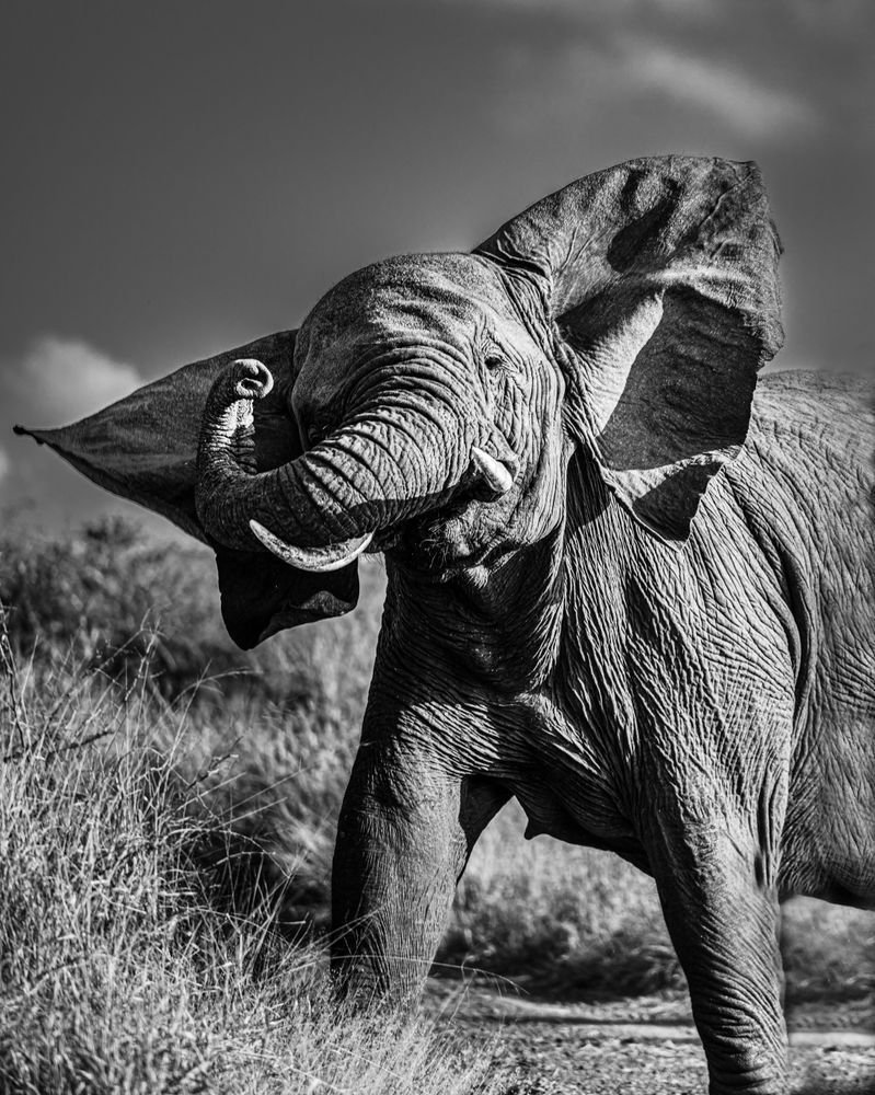 A mother elephant's protective charge in Black and White