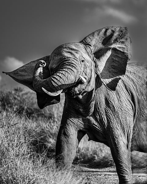 A mother elephant's protective charge in Black and White