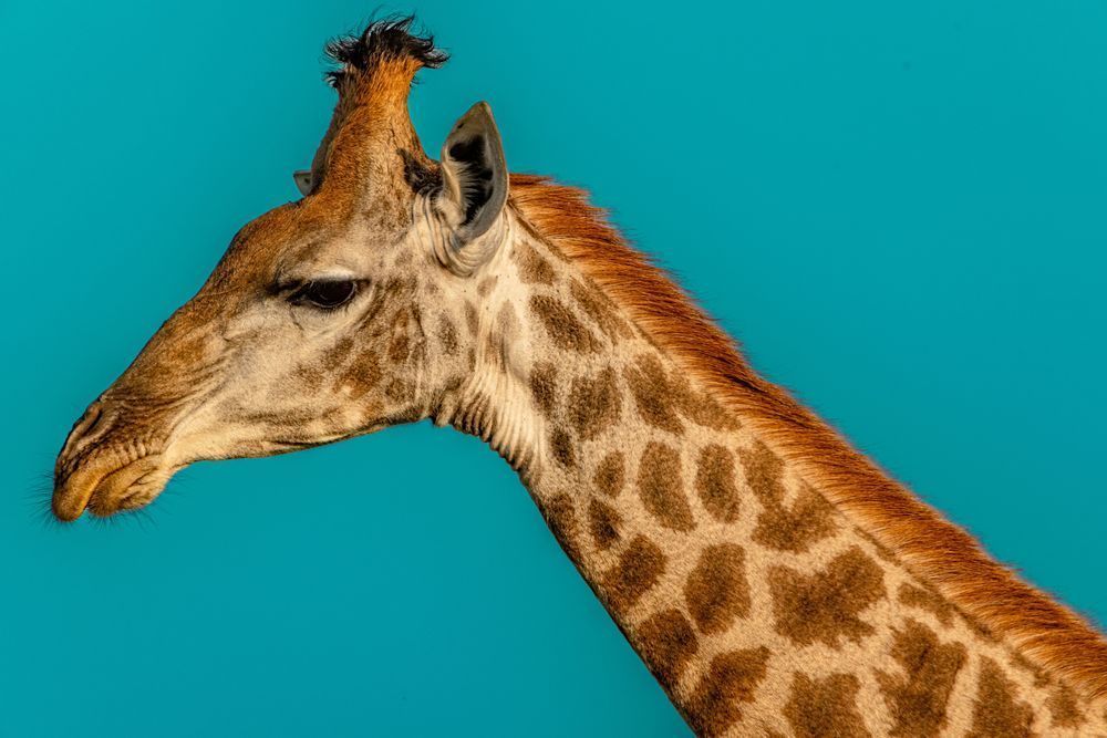 Giraffe Girl Portrait Photography Art | kramkranphoto