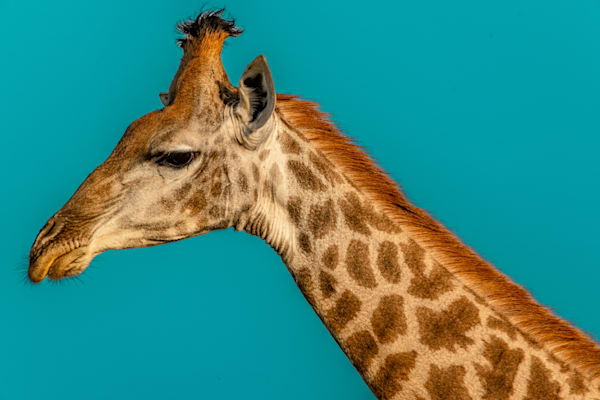 Giraffe Girl Portrait Photography Art | kramkranphoto