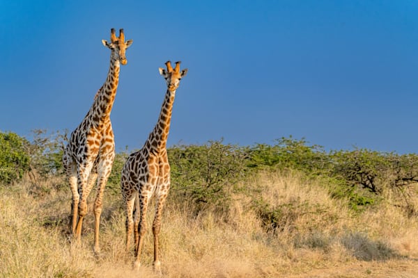Curious Giraffes Photography Art | kramkranphoto