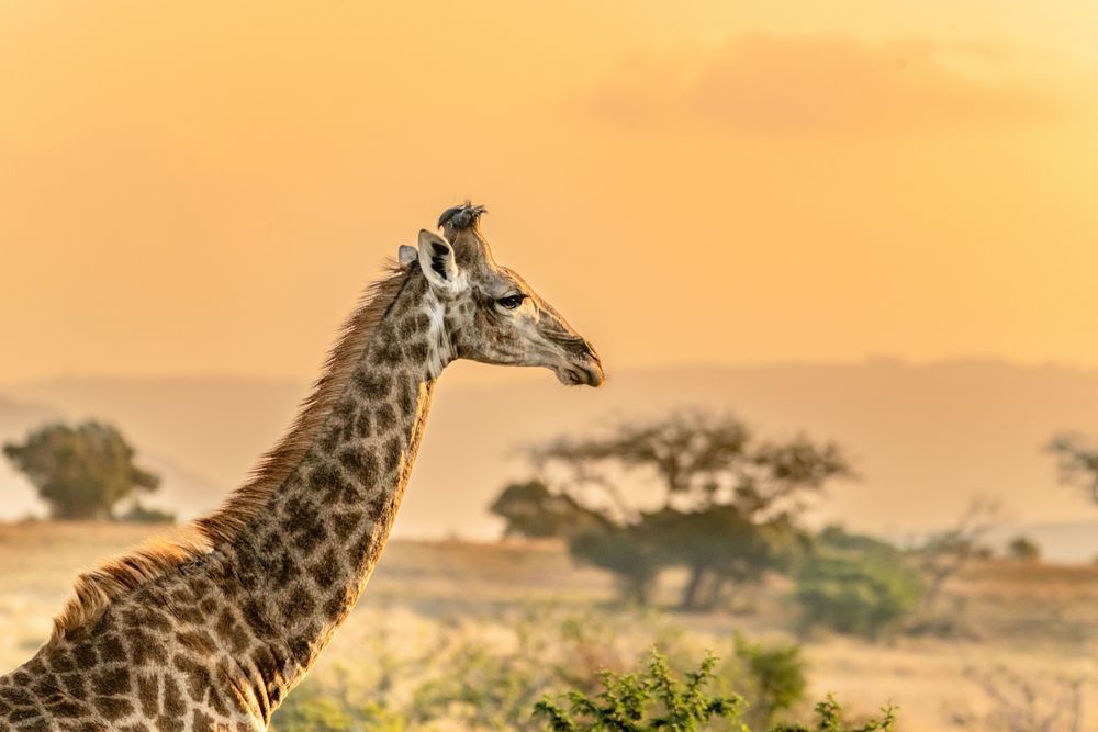 Sunset In The Animal Kingdom Photography Art | kramkranphoto