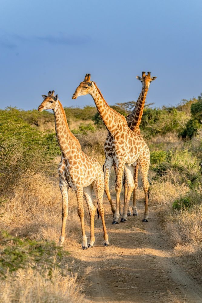 Giraffe Tower Photography Art | kramkranphoto
