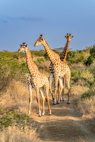 Giraffe Tower Photography Art | kramkranphoto