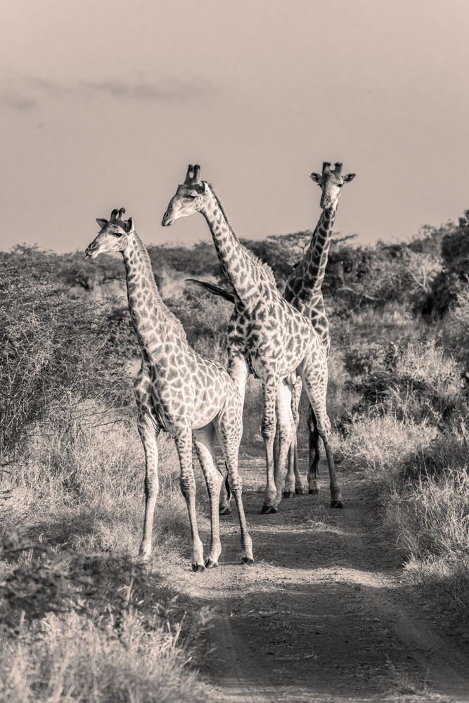 Giraffe Tower Photography Art | kramkranphoto