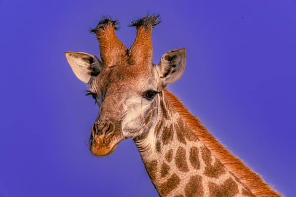 Girly Girl Photography Art | kramkranphoto