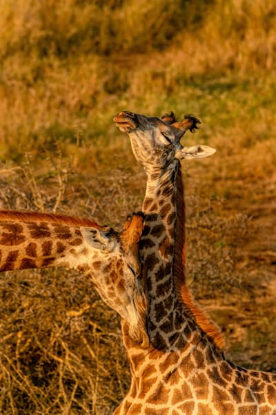 Giraffe Affection Photography Art | kramkranphoto