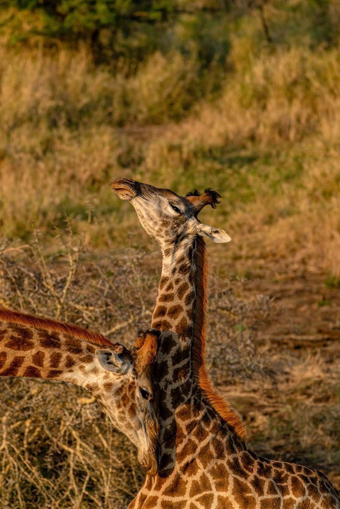 Happy Wife Happy Life Photography Art | kramkranphoto