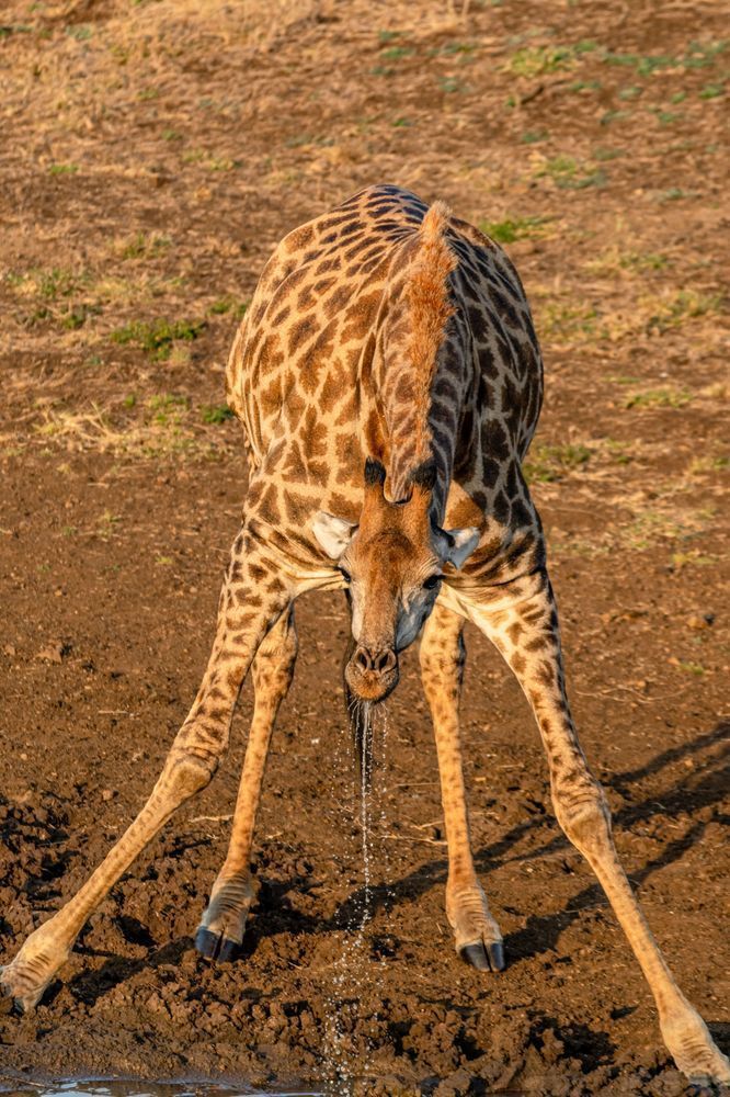 Giraffe Drinking Photography Art | kramkranphoto