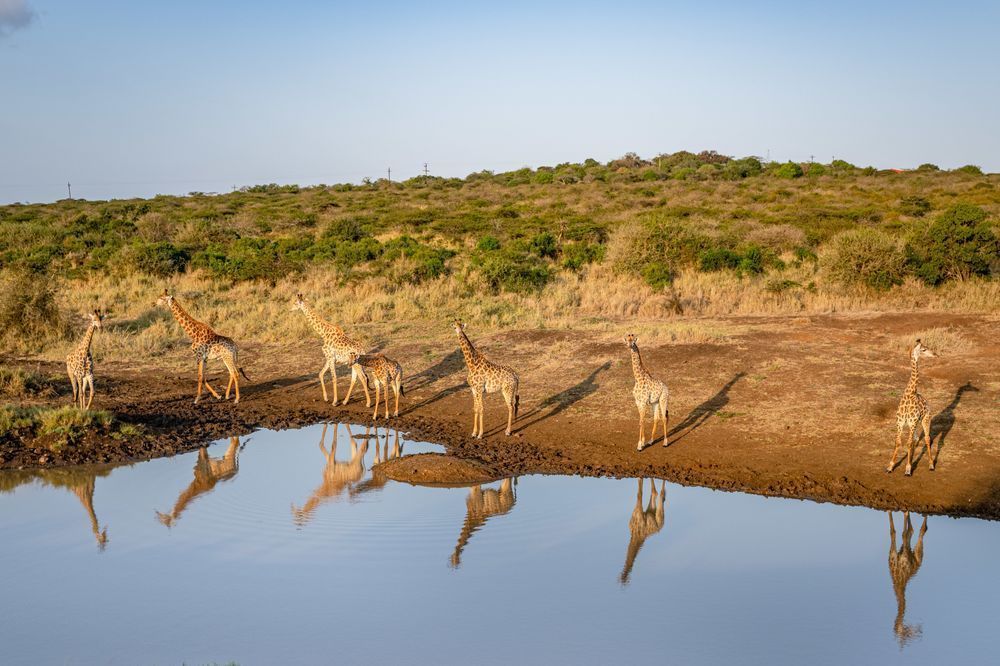 Reflecting At The Watering Hole Photography Art | kramkranphoto