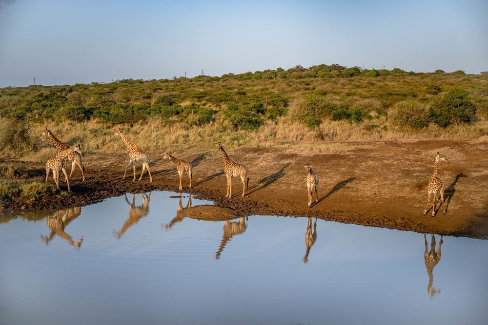 Giraffe Tower Reflections Photography Art | kramkranphoto