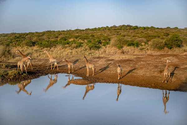 Giraffe Tower Reflections Photography Art | kramkranphoto