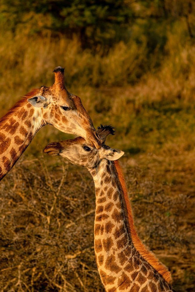 Giraffe Affection Photography Art | kramkranphoto