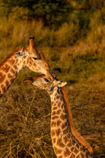 Giraffe Affection Photography Art | kramkranphoto