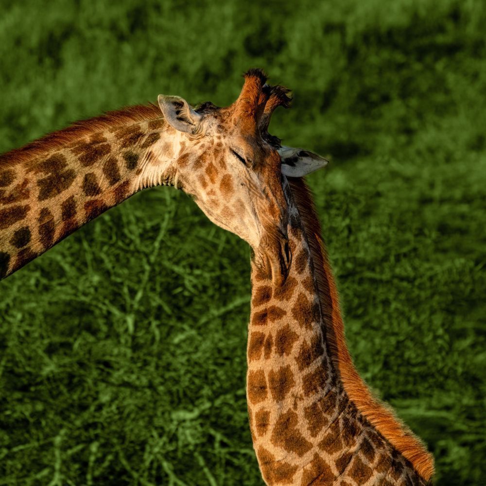 Two Giraffe Become One Photography Art | kramkranphoto